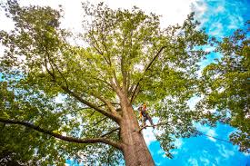 Professional Tree Care Services in Reston, VA