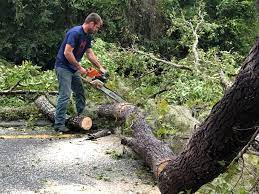 How Our Tree Care Process Works  in  Reston, VA